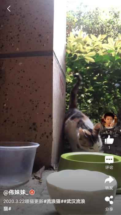 网友“伟妹妹”在微博上更新自己救助流浪猫的视频。  武汉百步亭这家“月子中心”火了 网友:太暖心!