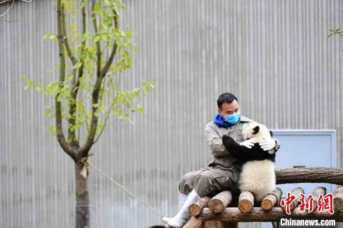 隔离病毒但不隔离爱。 李传有 摄  中国大熊猫保护研究中心:疫情对圈养大熊猫的繁育间接影响较大