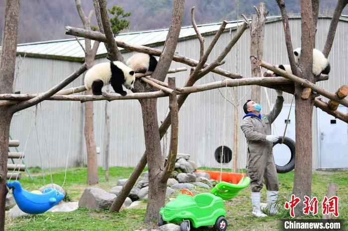 饲养员给大熊猫宝宝检查身体状况。 李传有 摄  中国大熊猫保护研究中心:疫情对圈养大熊猫的繁育间接影响较大