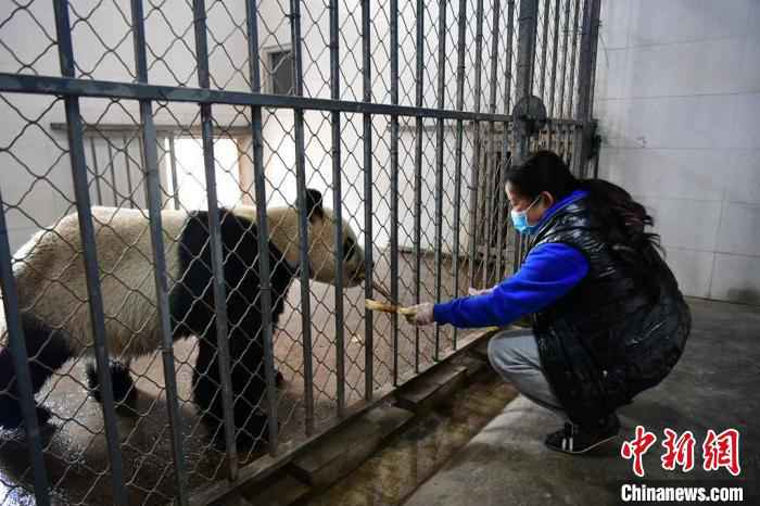 饲养员照顾老龄大熊猫。 李传有 摄  中国大熊猫保护研究中心:疫情对圈养大熊猫的繁育间接影响较大