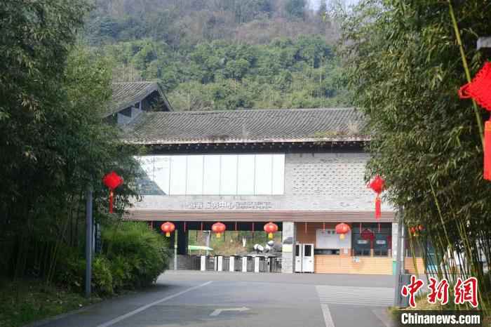 中国大熊猫保护研究中心各基地自1月25日起实行闭园。 李传有 摄  中国大熊猫保护研究中心:疫情对圈养大熊猫的繁育间接影响较大
